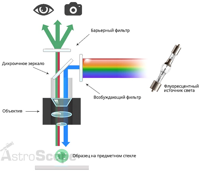 Микроскоп MICROmed Evolution LUM LS-8530 люминесцентный - фото 2