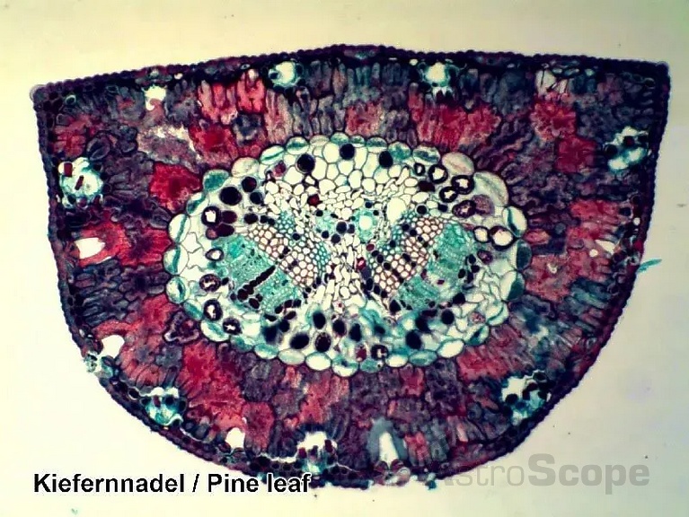 Набор препаратов Bresser 100шт - Фото 4