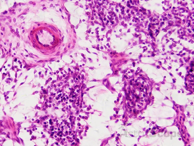 Набор препаратов Bresser 30шт Histology - Фото 3