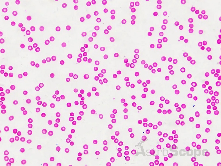 Набор препаратов Bresser 30шт Histology - Фото 6