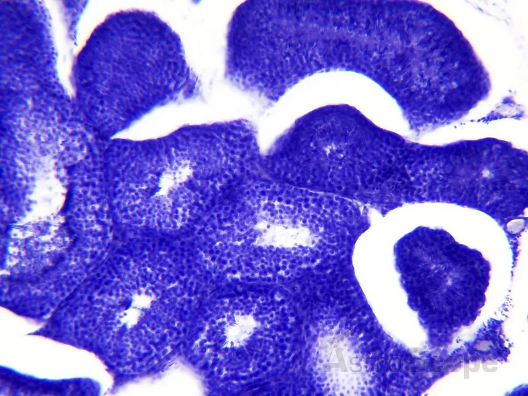 Набор препаратов Bresser 30шт Histology - Фото 7