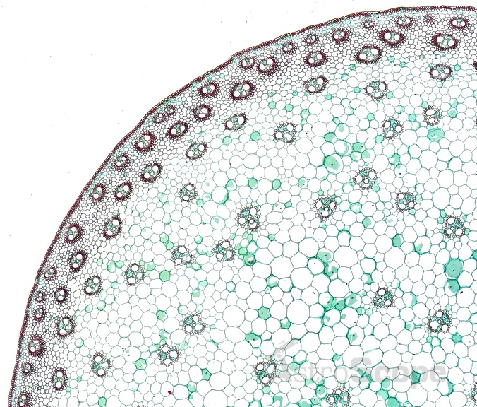 Набор препаратов Bresser 10шт High Quality - Фото 2